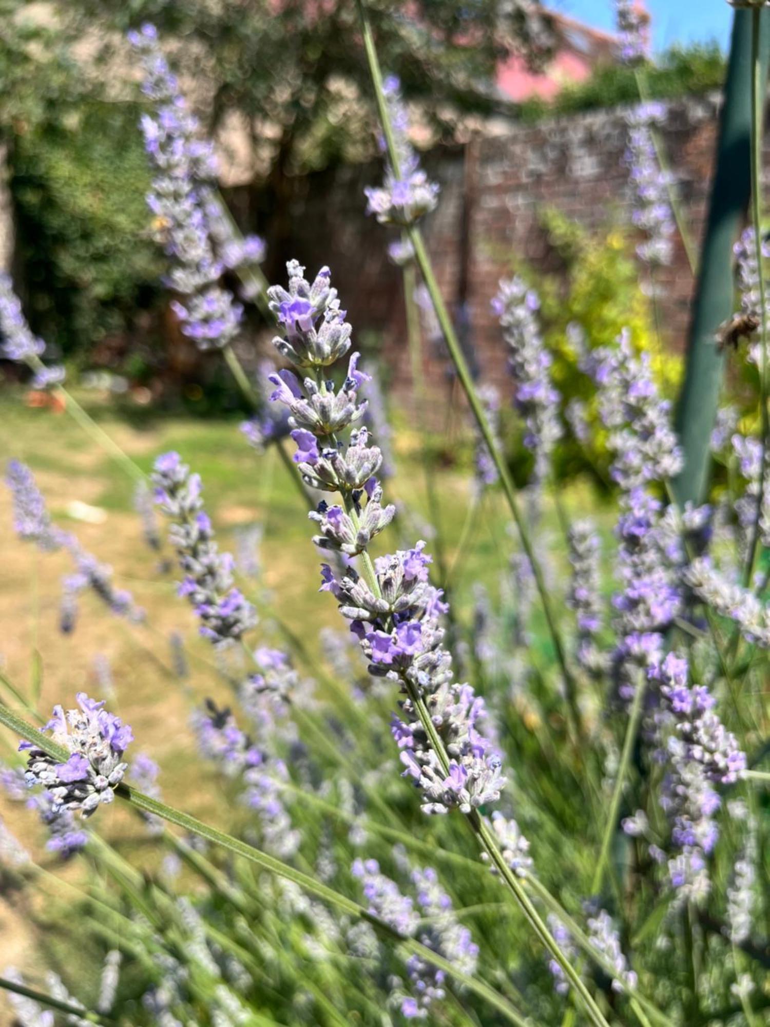Maison Chaleureuse Avec Jardin - Pause Normande Sées Екстериор снимка